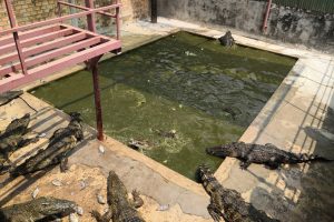 Crocodile meat in Siem Reap in TV-Show