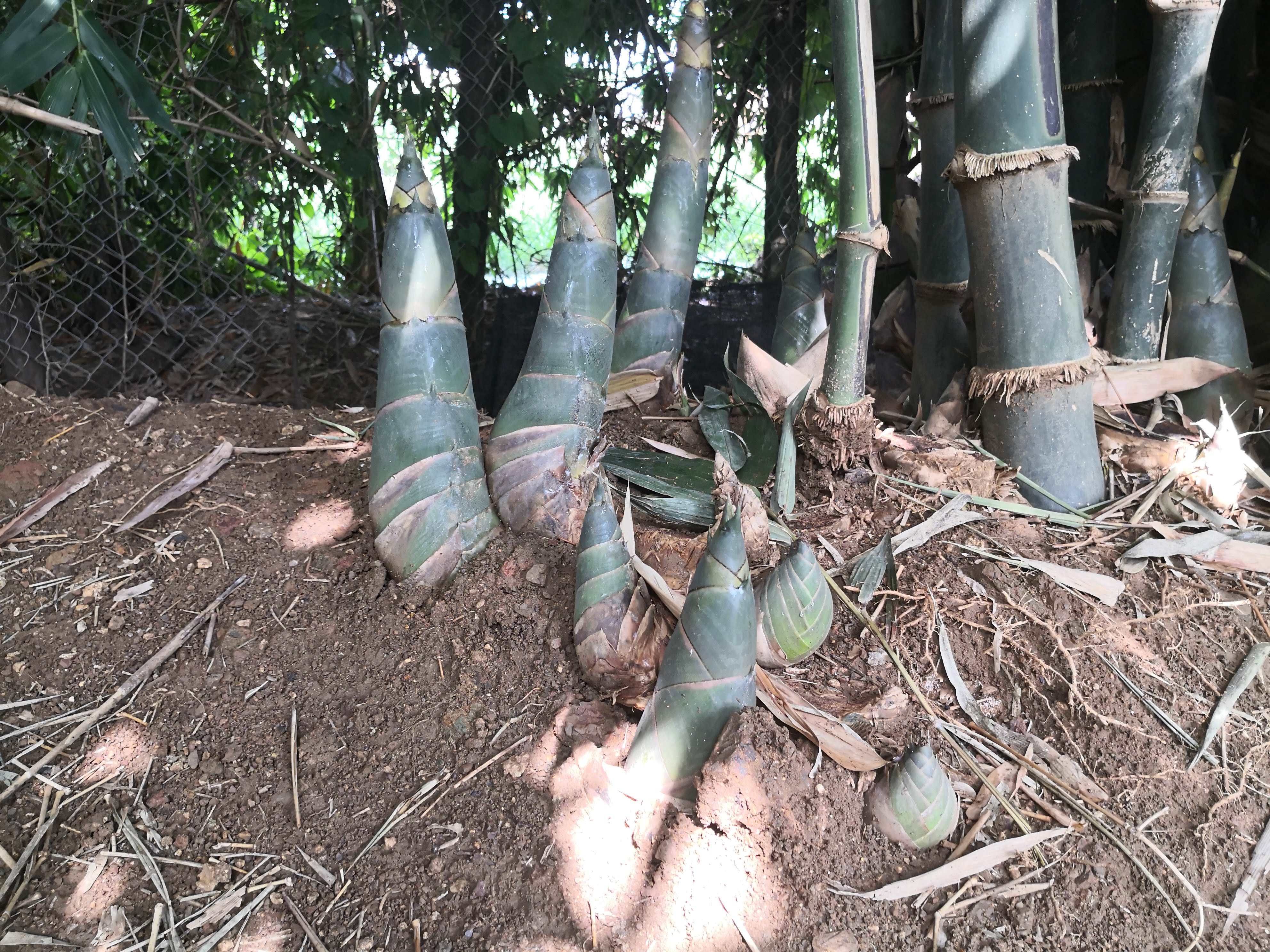 Young bamboo shoots